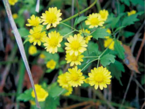 甘野菊（jú）（野菊花）